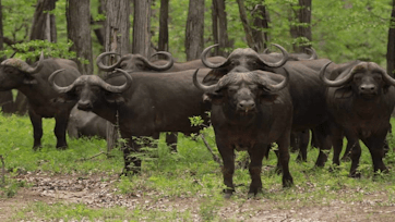Buffdalo